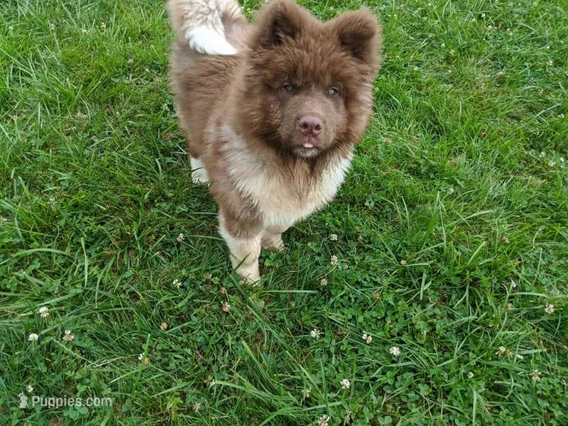 Ken – Akita puppy for sale in Burlington, KY