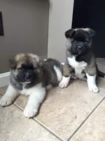 Ken, a male Akita for sale in Burlington, KY – Photo 2 of 2