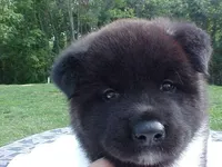 Ken, a male Akita for sale in Burlington, KY – Photo 1 of 2