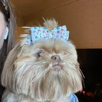 Teacup green eyes 3, a female Shih Tzu for sale in Burlington, KY – Photo 1 of 3