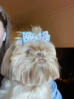 Teacup green eyes 3, a female Shih Tzu for sale in Burlington, KY – Photo 1 of 3