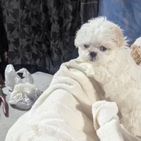 Teacup green eyes 3, a female Shih Tzu for sale in Burlington, KY – Photo 3 of 3
