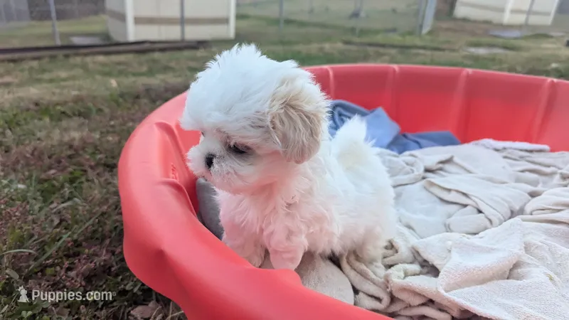 Teacup green eyes 3 – Shih Tzu puppy for sale in Burlington, KY