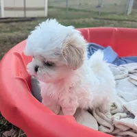 Teacup green eyes 3, a female Shih Tzu for sale in Burlington, KY – Photo 2 of 3