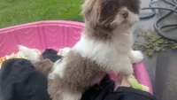 Purple rain , a female Shih Tzu for sale in Burlington, KY – 6 of 7