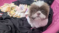 Purple rain , a female Shih Tzu for sale in Burlington, KY – 5 of 7