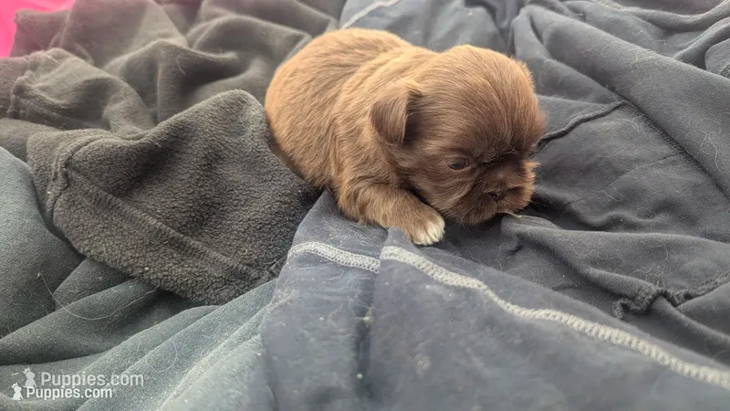 Chocolate green eyed 2 – Shih Tzu puppy for sale in Burlington, KY