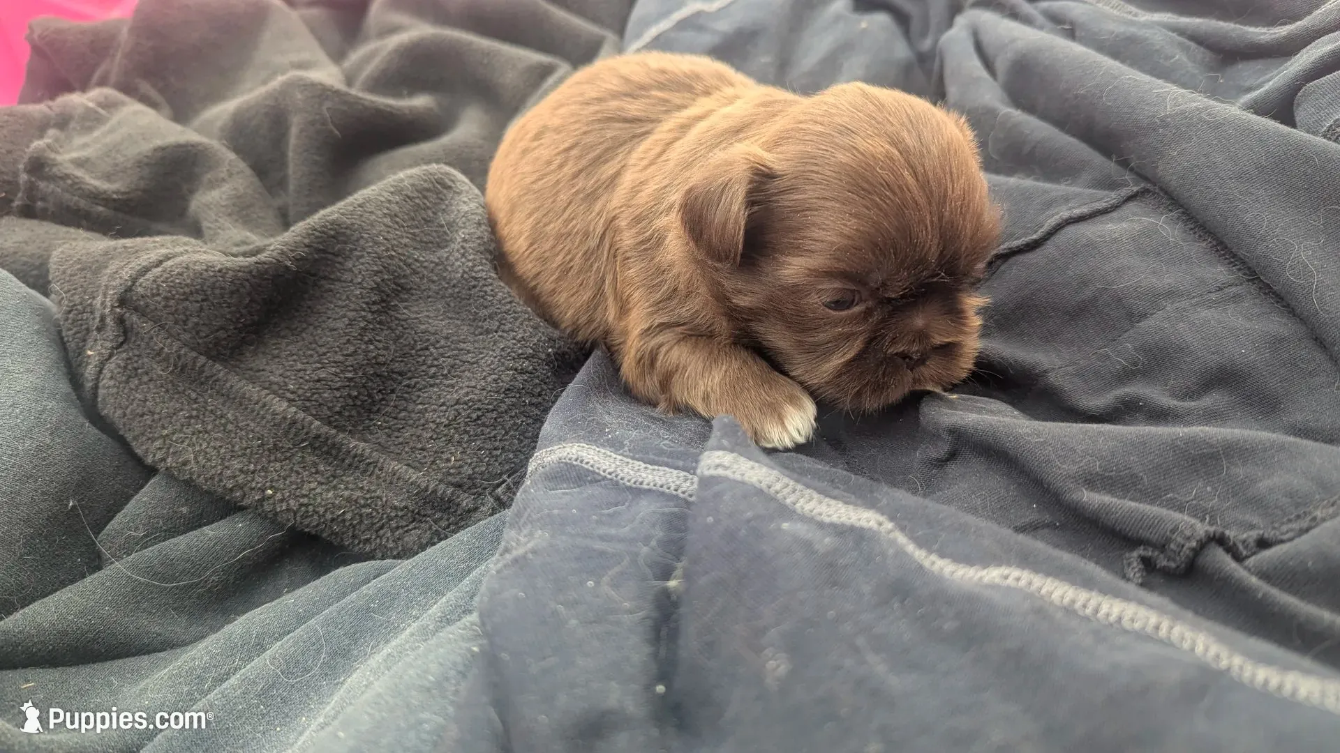 Chocolate green eyed 2, a male Shih Tzu for sale in Burlington, KY – 1 of 4
