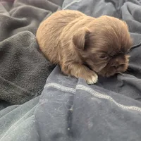Chocolate green eyed 2, a male Shih Tzu for sale in Burlington, KY – Photo 3 of 4