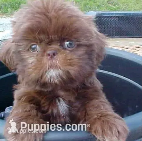 Chocolate green eyed 2, a male Shih Tzu for sale in Burlington, KY – 3 of 4