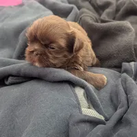 Chocolate green eyed 2, a male Shih Tzu for sale in Burlington, KY – Photo 4 of 4