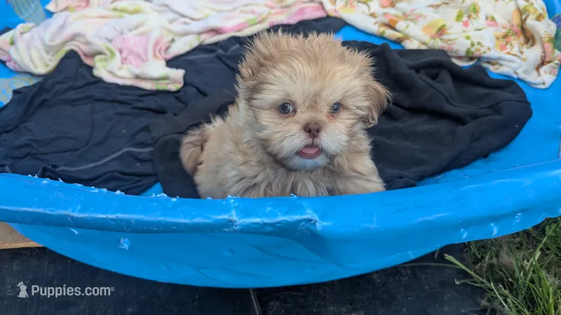 Ron – Shih Tzu puppy for sale in Burlington, KY