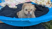 Ron, a male Shih Tzu for sale in Burlington, KY – 1 of 3