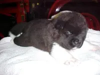 Brian , a male Akita for sale in Burlington, KY – Photo 1 of 2