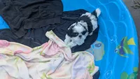 Kent, a male Shih Tzu for sale in Burlington, KY – 2 of 3