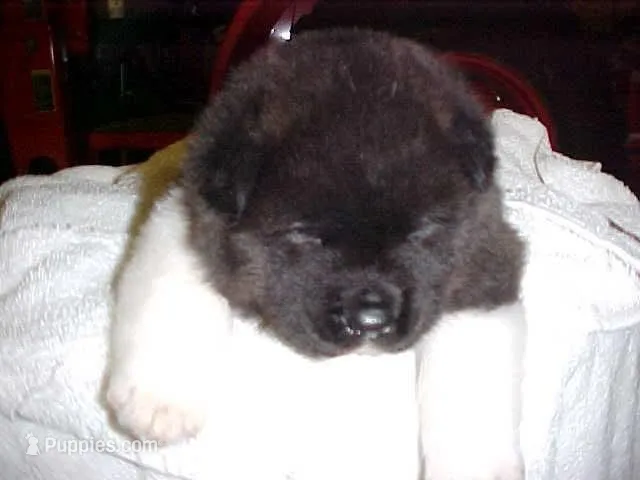 Kyle  – Akita puppy for sale in Burlington, KY