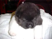 Kyle , a male Akita for sale in Burlington, KY – 2 of 3