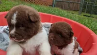 Kyle , a male Akita for sale in Burlington, KY – 3 of 6