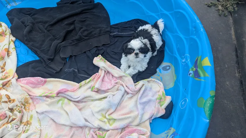 Kent – Shih Tzu puppy for sale in Burlington, KY