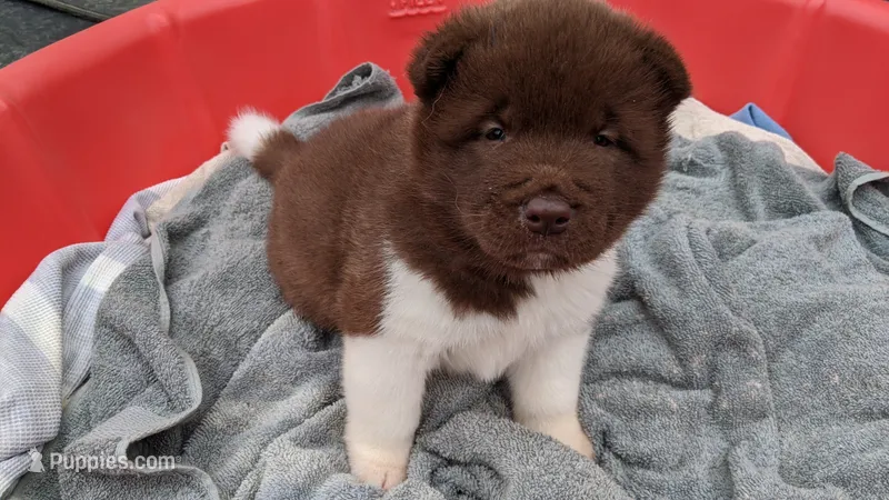 Kyle  – Akita puppy for sale in Burlington, KY