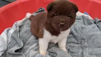 Kyle , a male Akita for sale in Burlington, KY – 2 of 6