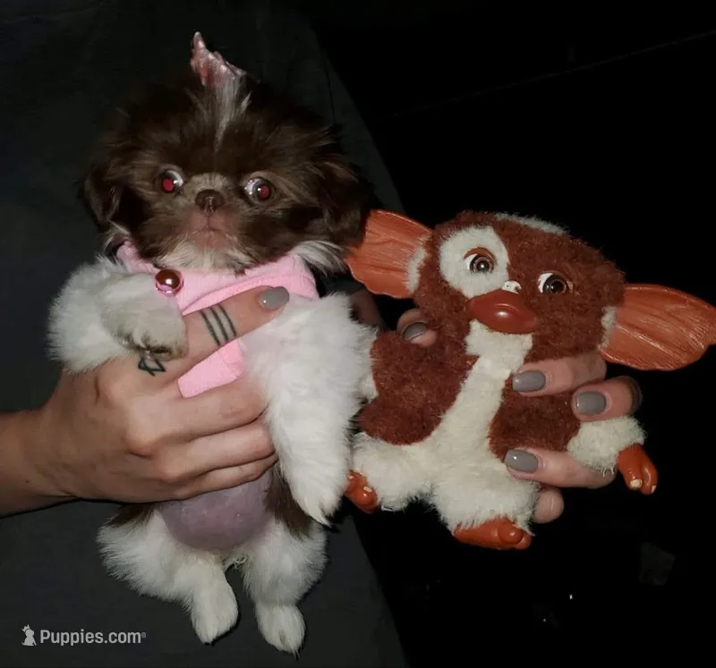 Cindy – Shih Tzu puppy for sale in Burlington, KY