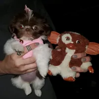 Cindy, a female Shih Tzu for sale in Burlington, KY – Photo 2 of 4