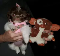 Cindy, a female Shih Tzu for sale in Burlington, KY – Photo 2 of 4