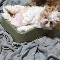 Cindy, a female Shih Tzu for sale in Burlington, KY – Photo 4 of 4