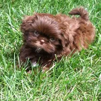 Cindy, a female Shih Tzu for sale in Burlington, KY – Photo 3 of 4