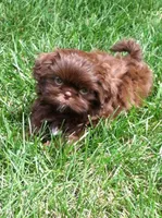 Cindy, a female Shih Tzu for sale in Burlington, KY – Photo 3 of 4