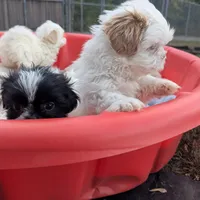 Deb, a female Shih Tzu for sale in Burlington, KY – Photo 4 of 5