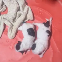 Deb, a female Shih Tzu for sale in Burlington, KY – Photo 5 of 5