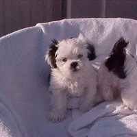 Deb, a female Shih Tzu for sale in Burlington, KY – Photo 2 of 5