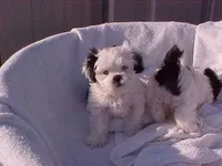 Deb, a female Shih Tzu for sale in Burlington, KY – Photo 2 of 5