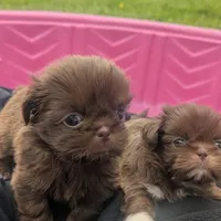 Deb, a female Shih Tzu for sale in Burlington, KY – Photo 1 of 5