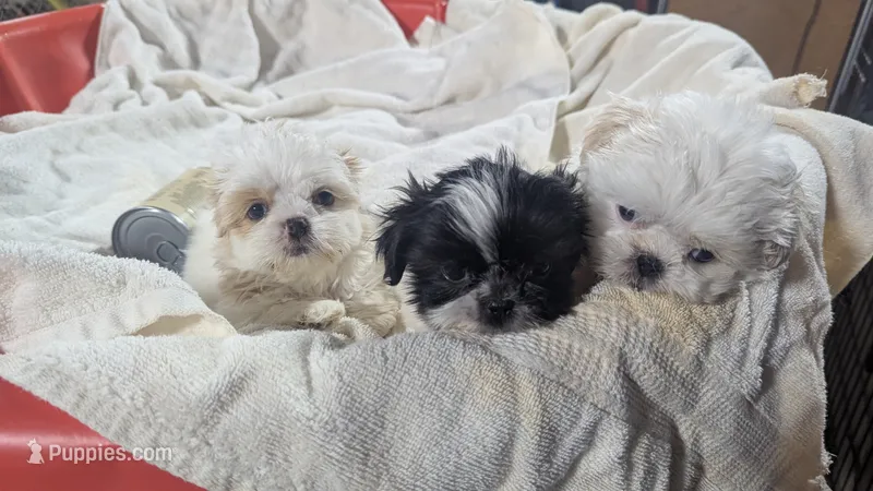 Deb – Shih Tzu puppy for sale in Burlington, KY