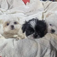 Deb, a female Shih Tzu for sale in Burlington, KY – Photo 3 of 5