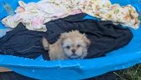 Ron, a male Shih Tzu for sale in Burlington, KY – 3 of 3