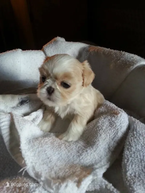 Chris  – Shih Tzu puppy for sale in Burlington, KY