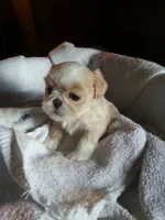 Chris , a male Shih Tzu for sale in Burlington, KY – 1 of 1