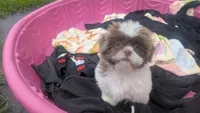 Purple rain , a female Shih Tzu for sale in Burlington, KY – 7 of 7