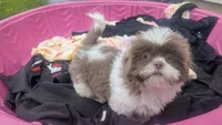 Purple rain , a female Shih Tzu for sale in Burlington, KY – 4 of 7