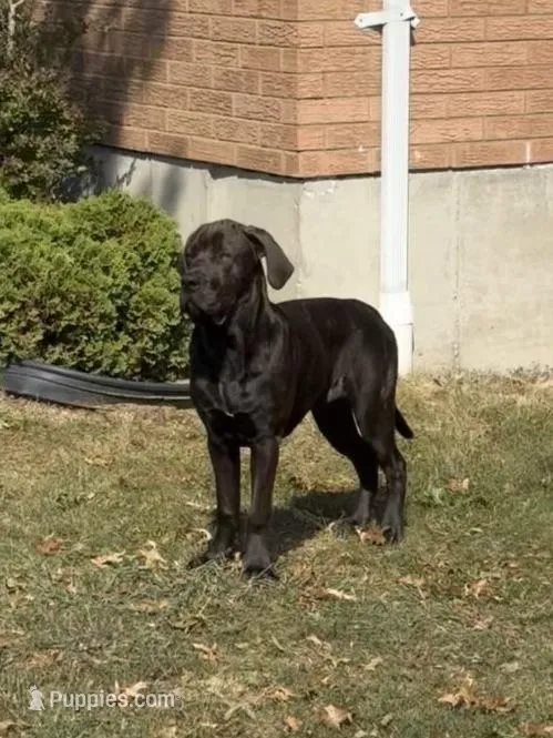 Rumi – Cane Corso puppy for sale in Grand Prairie, TX