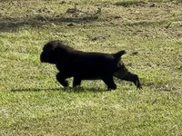 Akc cane corso , a male Cane Corso for sale in Emory, TX – 5 of 6