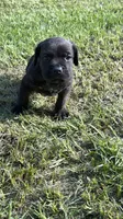 Akc cane corso , a male Cane Corso for sale in Emory, TX – 3 of 6