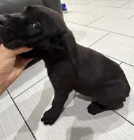Akc cane corso , a male Cane Corso for sale in Emory, TX – 1 of 6