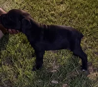 Akc cane corso , a male Cane Corso for sale in Emory, TX – 4 of 6