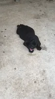 Akc cane corso , a male Cane Corso for sale in Emory, TX – 2 of 6
