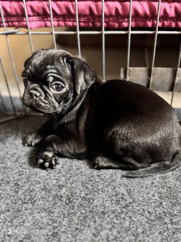 Oona – Pug puppy for sale in Denver, CO
